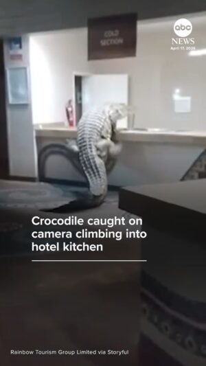MIRAR: Cocodrilo captado por una cámara trepando a la cocina de un hotel en Zimbabwe