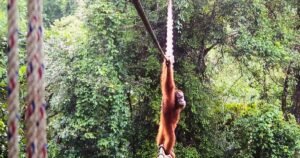 Una cámara muestra al orangután de Sumatra usando un puente para cruzar una carretera por primera vez