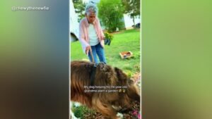 MIRAR: Una mujer que hace jardinería a los 96 años con la ayuda de un perro se apodera de Internet