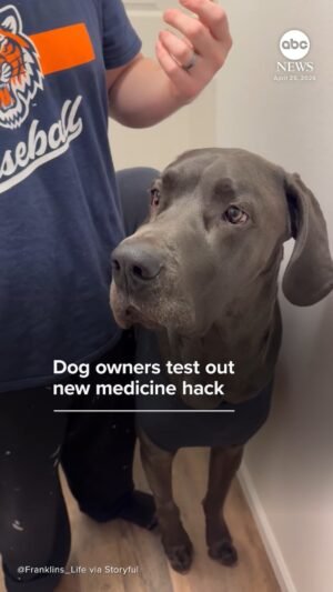 MIRAR: Los dueños de perros prueban un nuevo truco medicinal
