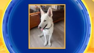 MIRAR: Perro encuentra un hogar para siempre después del incendio de Eaton