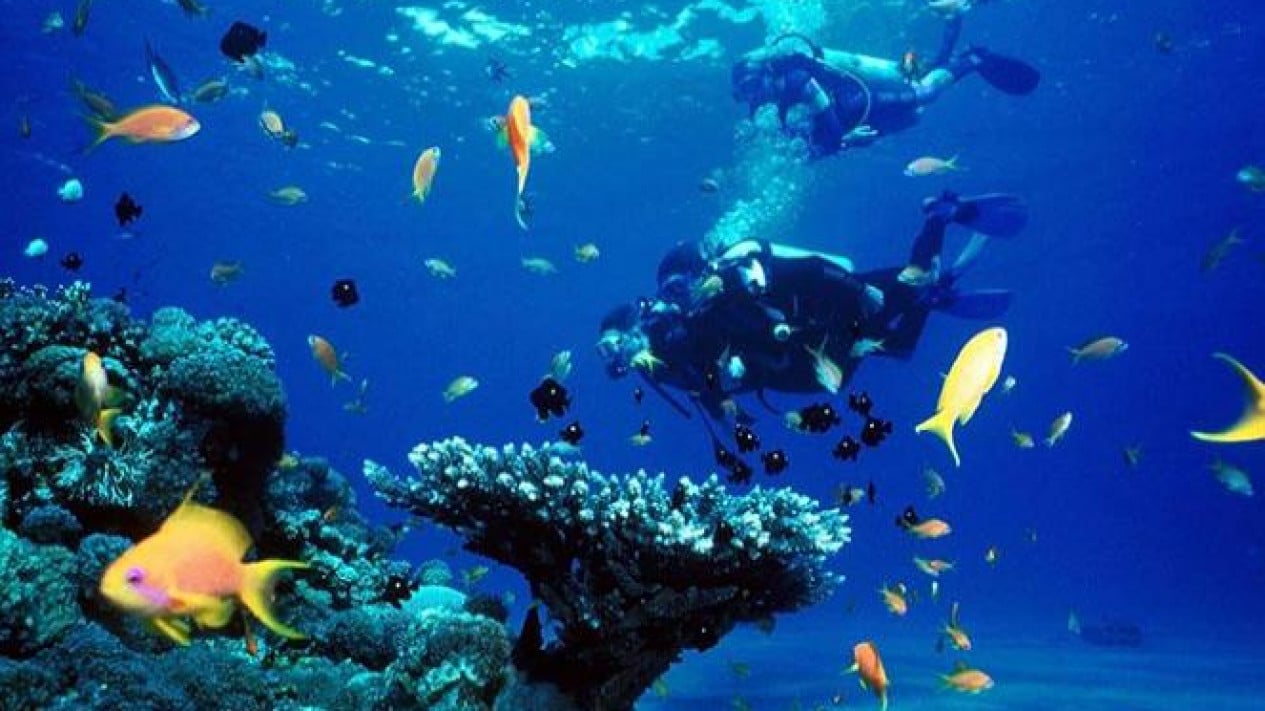 578eed49569a2-10-tempat-terbaik-untuk-diving-dan-snorkeling-di-indonesia_1265_711.jpg