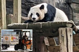 China enviará pandas gigantes a Atlanta