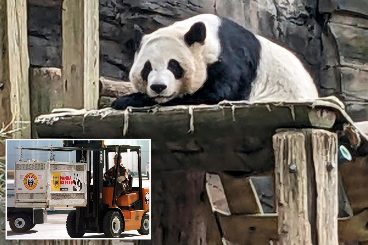 Panda.jpg