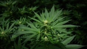 Marihuana medicinal con licencia estatal reclasificada como droga menos peligrosa