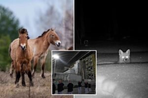 El paisaje radiactivo de Chernobyl está lleno de caballos salvajes y otros animales salvajes.