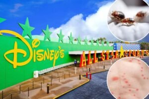 Disney acusado de negligencia en una demanda por chinches de 50.000 dólares: informe