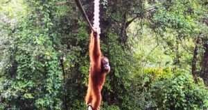 Por primera vez se ha visto a orangutanes utilizando puentes construidos por el hombre.