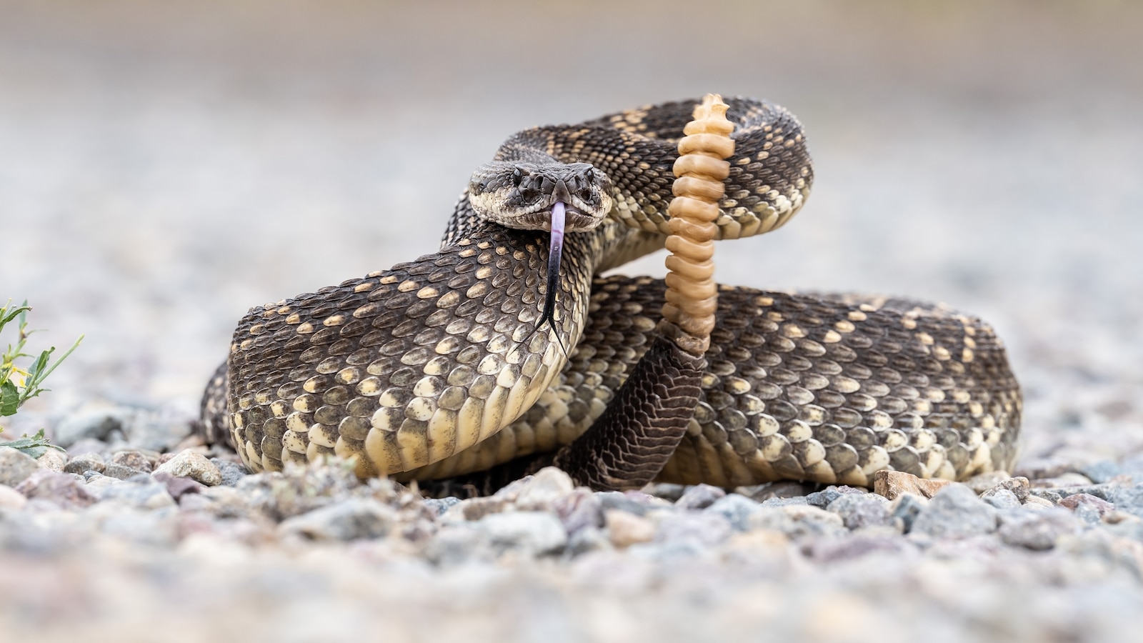 rattlesnake-gty-jef-260422_1776864508777_hpMain_16x9.jpg