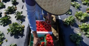 Colaborador: las incursiones del ICE y los recortes salariales de los migrantes están devastando las economías de California