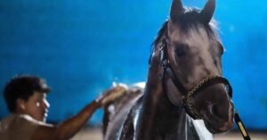 Fulfert es el último eliminado en el campo del Derby de Kentucky, agregó Ocelli