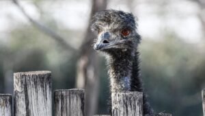 Granizo mata a un emú en el zoológico de Missouri, cancela vuelos y daña vehículos