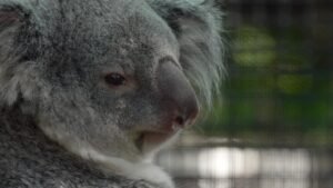 Conozca a una cría de koala escondida en la bolsa de su madre en el nuevo hábitat del Zoológico de Florida