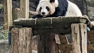 China enviará nuevamente pandas gigantes a Atlanta