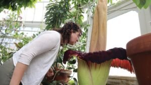 La flor del cadáver del Monte Holyoke vuelve a florecer, atrayendo multitudes con su hedor a “carne podrida”