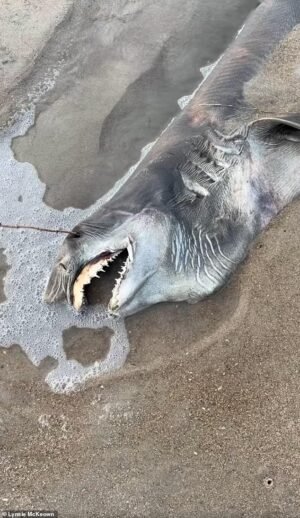 Espeluznante criatura muerta en la playa con ‘dientes de aguja’ y ojos huecos… ¿Sabes qué es?