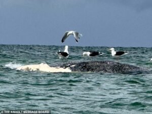 ¿Timmy está muerto? El susto de ballenas escapa a una operación de £ 1,3 millones mientras los cadáveres aparecen en Dinamarca