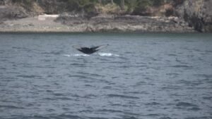 MIRAR: ‘GMA’ va a avistar ballenas en Washington