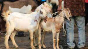 30 países en la mira, carne de sacrificio de Indonesia se enviará a Gaza y África
