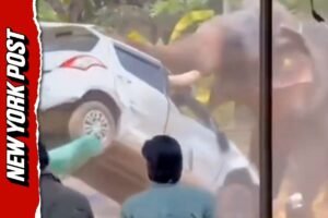 Un elefante mata a un hombre en un festival en un templo en India (VIDEO)