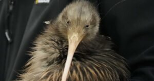 Una nueva introducción al pájaro kiwi en Wellington, la capital de Nueva Zelanda