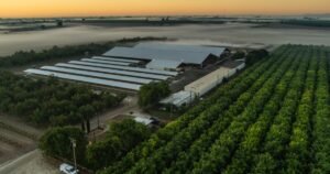 Las imágenes muestran a los trabajadores lácteos de Central Valley golpeando a terneros jóvenes, estirándolos con unas pinzas