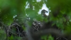 Se ha visto una cría de águila calva en un parque de Chicago, la primera de la ciudad en más de un siglo.