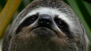 Un segundo perezoso murió tras ser trasladado de Restless Sloth World a un zoológico del centro de Florida