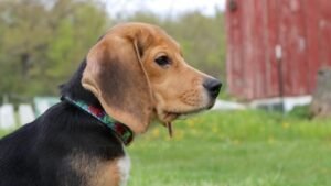1.500 beagles recibirán una nueva vida y un cálido abrazo tras ser liberados de un centro de investigación