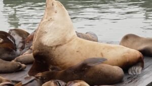 Sea Lion Chunkers atrae multitudes en el Muelle 39 de San Francisco