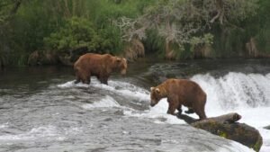 Los agentes de vida silvestre de Alaska pueden matar osos desde helicópteros para proteger al caribú, dice un juez