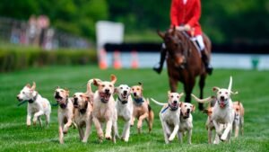 En la carrera de obstáculos iroqueses, los raposeros comienzan la carrera de caballos con un divertido desfile de perros.